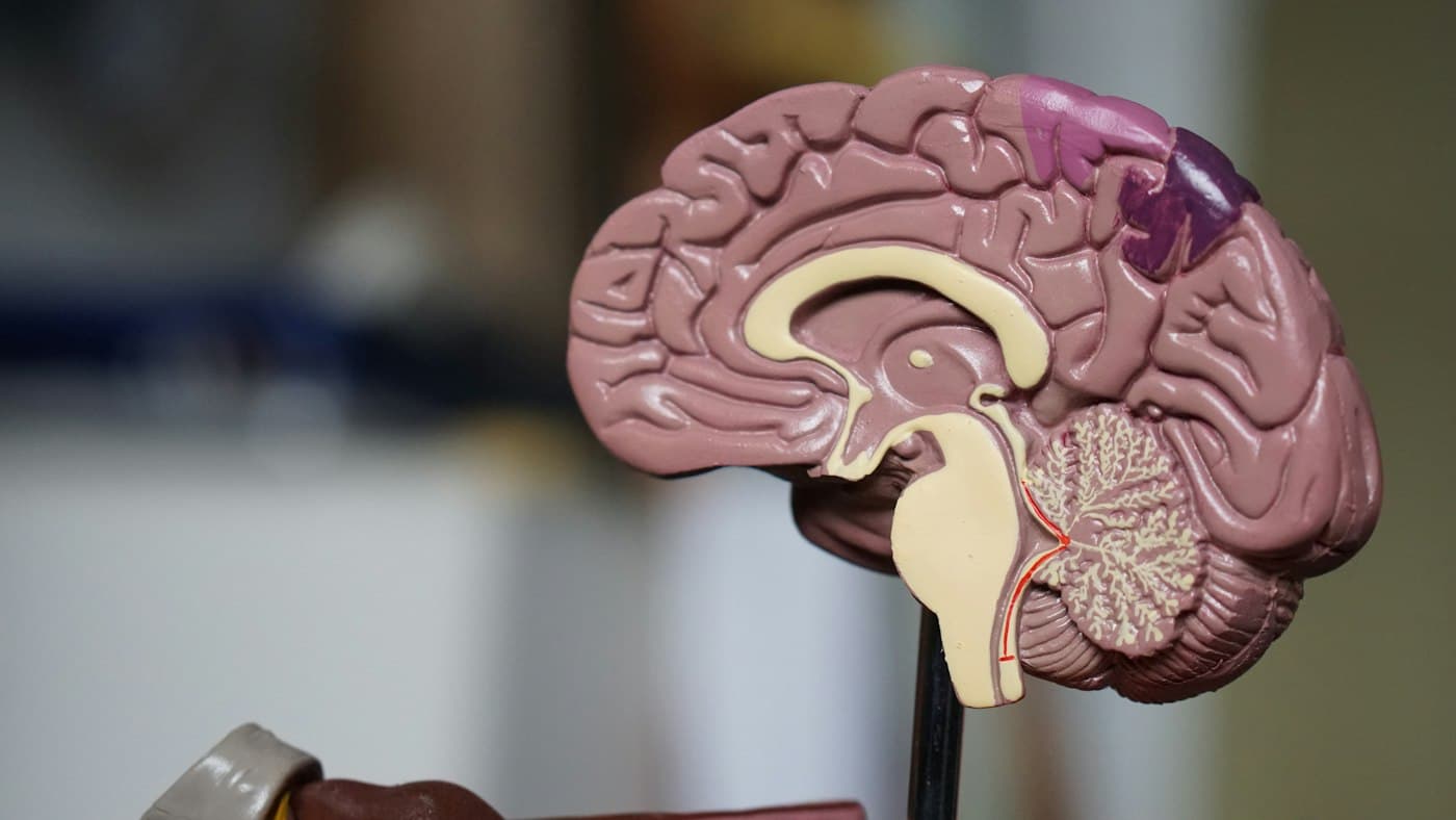 Zobrazení mozku. Ilustrační fotografie k neurologii, ne nález.